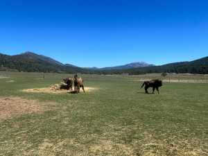 Z Česka až k Azurovému pobřeží. Tři táborští zubři začínají nový život