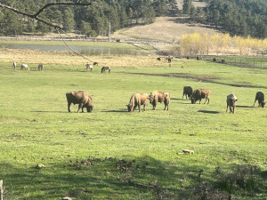 Z Česka až k Azurovému pobřeží. Tři táborští zubři začínají nový život