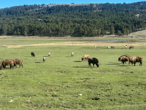 Z Česka až k Azurovému pobřeží. Tři táborští zubři začínají nový život