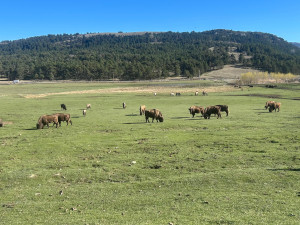 Z Česka až k Azurovému pobřeží. Tři táborští zubři začínají nový život