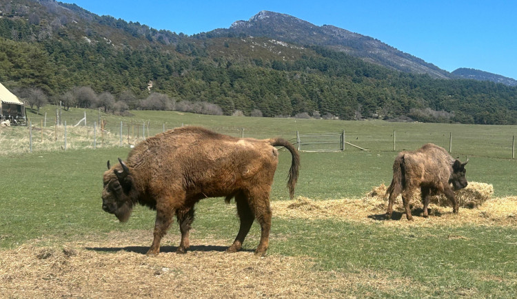 Z Česka až k Azurovému pobřeží. Tři táborští zubři začínají nový život.