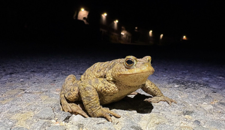 Dobrovolníci loni na Šumavě přenesli přes silnice na 10.000 žab a čolků