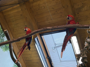 Do táborské zoo přiletěl vzácný papoušek. Spolu se samičkou má utvořit chovný pár
