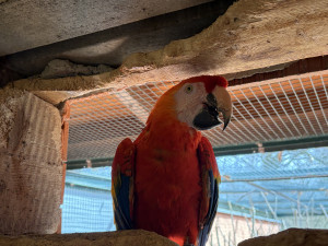 Do táborské zoo přiletěl vzácný papoušek. Spolu se samičkou má utvořit chovný pár