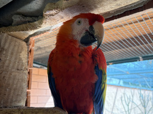 Do táborské zoo přiletěl vzácný papoušek. Spolu se samičkou má utvořit chovný pár