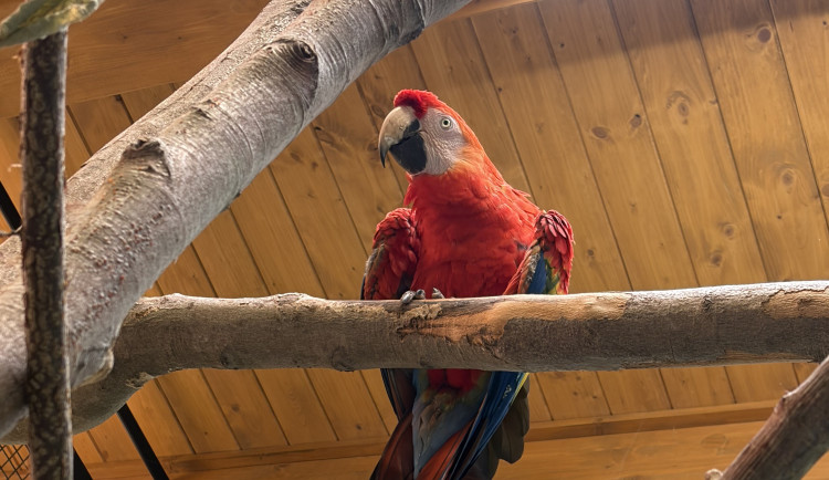 Do táborské zoo přiletěl vzácný papoušek. Spolu se samičkou má utvořit chovný pár
