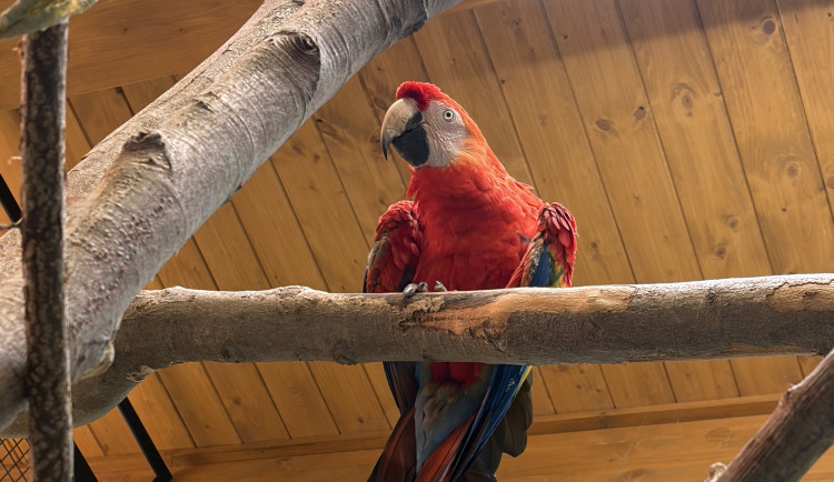 Do táborské zoo přiletěl vzácný papoušek. Se samičkou utvoří chovný pár