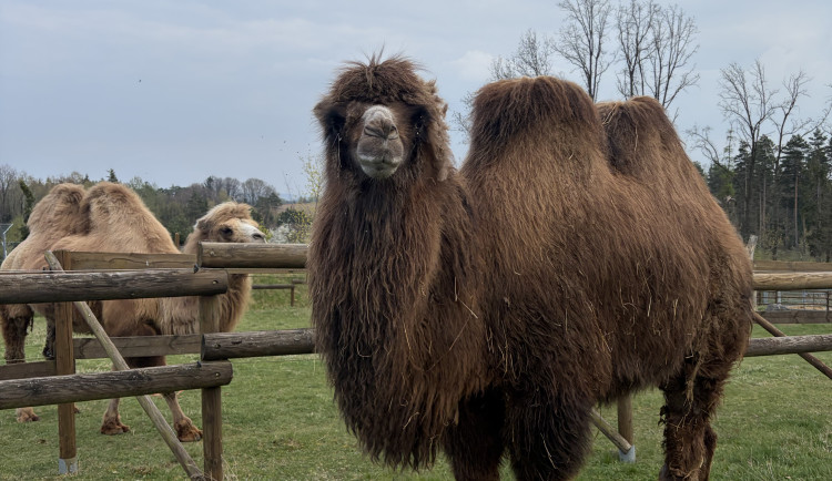 Frída už nebude sama. Do táborské zoo přicestovala nová velbloudice z Dánska