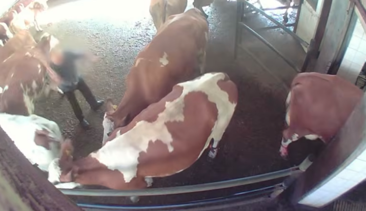 Spolek zveřejnil záběry bití krav z devíti farem na Vysočině a Libereckém kraji