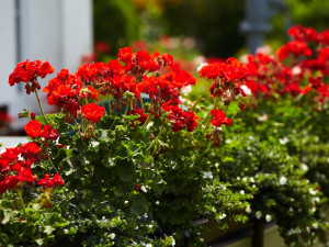 Mykorhizní houby pomáhají zelenině i květinám lépe růst