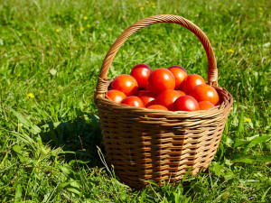 Mykorhizní houby pomáhají zelenině i květinám lépe růst