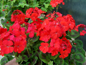 Mykorhizní houby pomáhají zelenině i květinám lépe růst