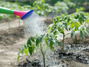 Dusan Kostic - Fotolia