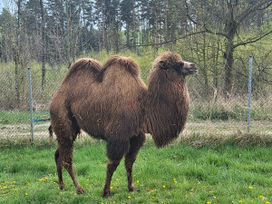 Frída už nebude sama. Do táborské zoo přicestovala nová velbloudice z Dánska