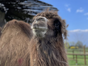 Frída už nebude sama. Do táborské zoo přicestovala nová velbloudice z Dánska