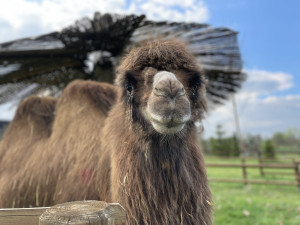 Frída už nebude sama. Do táborské zoo přicestovala nová velbloudice z Dánska
