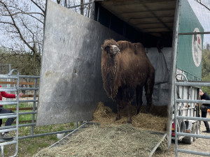 Frída už nebude sama. Do táborské zoo přicestovala nová velbloudice z Dánska