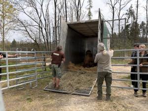 Frída už nebude sama. Do táborské zoo přicestovala nová velbloudice z Dánska