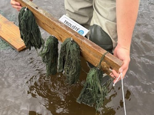 Kormoráni vzali Otavu útokem. Písek řeší úbytek ryb plovoucím trdlištěm