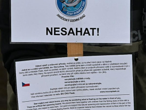 Kormoráni vzali Otavu útokem. Písek řeší úbytek ryb plovoucím trdlištěm