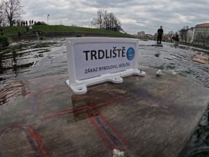 Kormoráni vzali Otavu útokem. Písek řeší úbytek ryb plovoucím trdlištěm