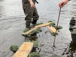 Kormoráni vzali Otavu útokem. Písek řeší úbytek ryb plovoucím trdlištěm