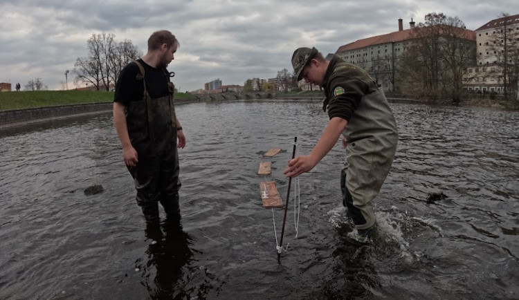Kormoráni vzali Otavu útokem. Písek řeší úbytek ryb plovoucím trdlištěm