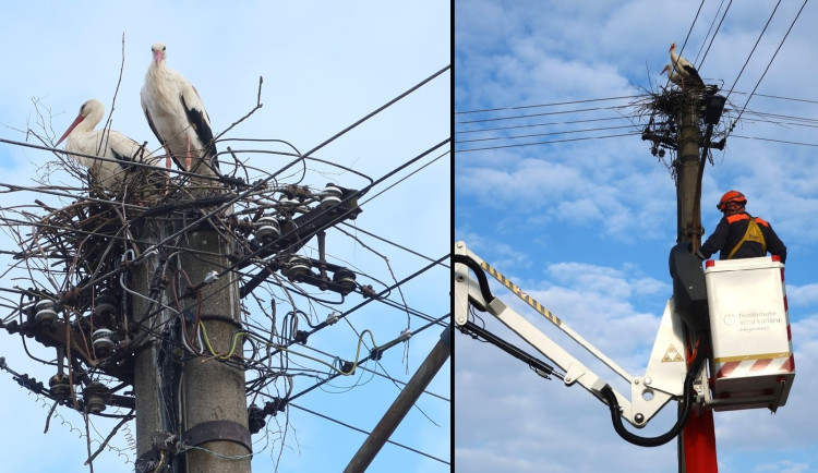 Strategická čapí hnízda jsou plná. Čápi z nouze staví nová na nebezpečných místech