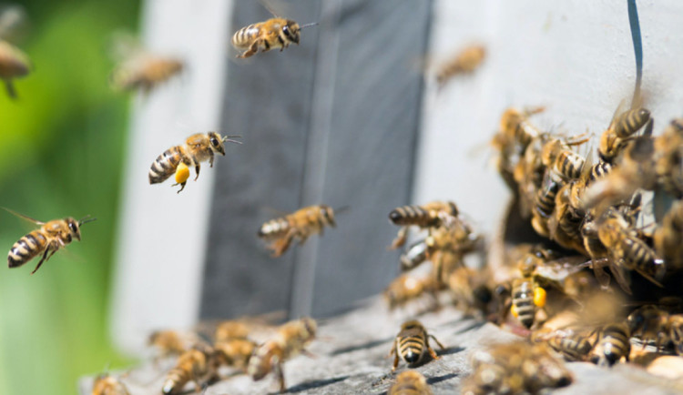 Liberecký kraj podpoří boj s včelími nákazami. Na vyšetření včelstev pošle 450 tisíc