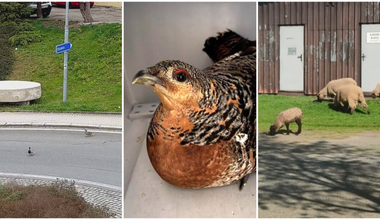 Kačeří rodinka vyrazila do centra města, za ní šla ovce a tetřev