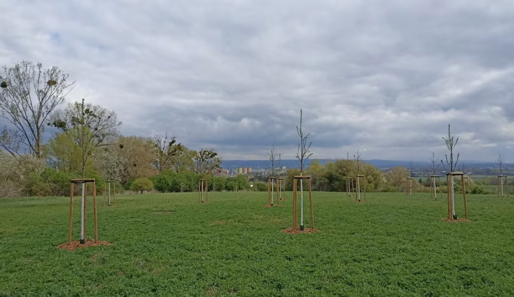 Ovocný sad a krásný výhled na Olomouc. Slavonínské svahy se mění v rekreační zónu