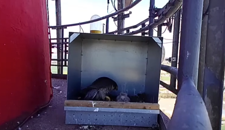 Velký návrat sokolů. Po téměř 150 letech vyvedli mláďata na komíně v Písku