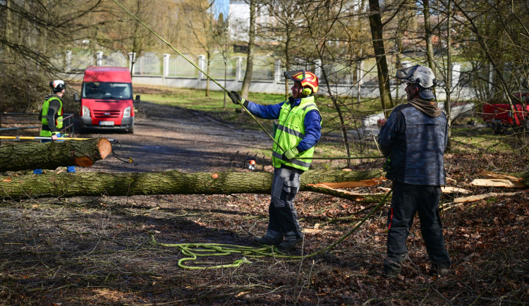 Karviná pokračuje v revitalizaci lesoparku Dubina, přibudou stromy i herní prvky