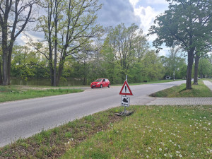 Do Litvínovic se vrátila labutí rodinka. Má sedm mláďat, obec znovu varuje řidiče