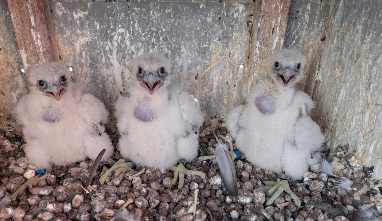 Sokolům se ve Vrátě daří, na komíně se vylíhla další tři mláďata