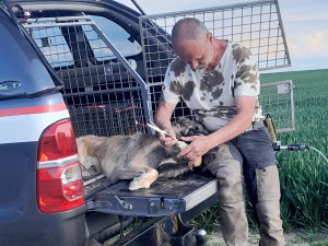 Uvázali psa u stromu a odešli. Roční zvíře našli v lese u Kaplice ve stresu a zanedbané