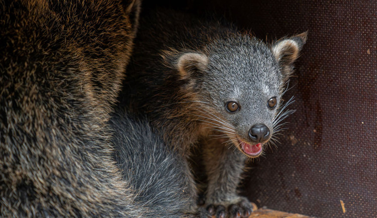 Medvědokočky si užívají jarní slunce. V Zoo Olomouc se radují z mláděte binturonga