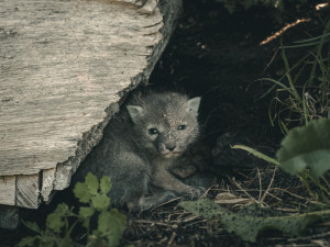 Nová mláďata v Zoo Hluboká. Přijeďte, než vyrostou