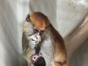 Nová mláďata v Zoo Hluboká. Přijeďte, než vyrostou