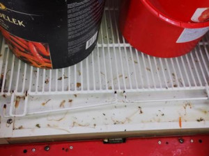 Švábi lezli po zelenině i pytlích s rýží. Hygienici zavřeli asijskou restauraci v IGY