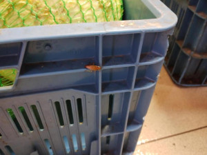 Švábi lezli po zelenině i pytlích s rýží. Hygienici zavřeli asijskou restauraci v IGY