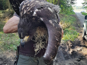 Hnízdo orla mořského spadlo i s mláďaty. Zachránila je pohotová reakce místních