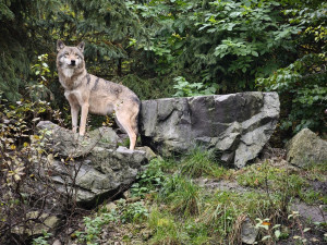 Konec syslů v Čechách? Unikátní akce v Zoo Hluboká představí ohrožené druhy