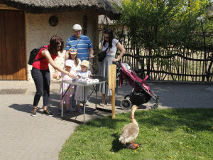 Konec syslů v Čechách? Unikátní akce v Zoo Hluboká představí ohrožené druhy