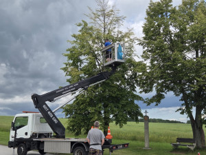 Hedvábné kokony jako z hororu. V Borovanech bojují s přemnoženými housenkami
