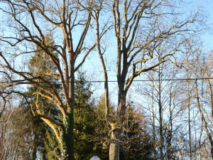 Péče o Husovu lípu i akát v Zábrdí. Prachatice získaly dotaci na ošetření památných stromů