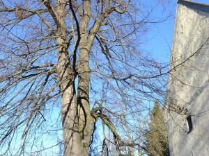 Péče o Husovu lípu i akát v Zábrdí. Prachatice získaly dotaci na ošetření památných stromů