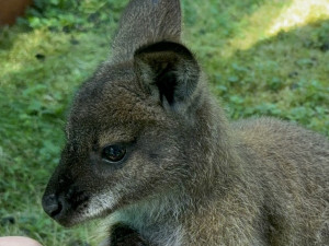 Po Budějcích může skákat klokan. Skippy utekl u nemocnice, majitelé prosí o pomoc