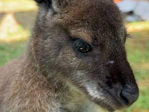 Po Budějcích může skákat klokan. Skippy utekl u nemocnice, majitelé prosí o pomoc