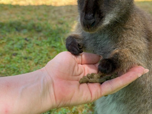 Po Budějcích může skákat klokan. Skippy utekl u nemocnice, majitelé prosí o pomoc